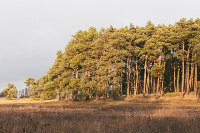 Das neue Risikokapital: Narrative Potenziale für Investorinnen in der Purpose Economy
